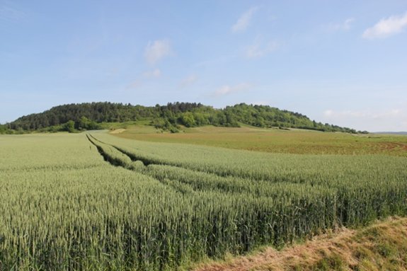 Dijon Countryside